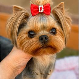 Boy - Blue and gold male Yorkshire Terrier puppy in Placerville, California from Diamond Springs Boutique