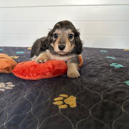 Olive- (Violin) - Sable female Dachshund puppy in Wolf Lake, Indiana from Canisteo Dachshunds