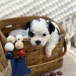 Shichon Puppies from Burton Creek Puppies