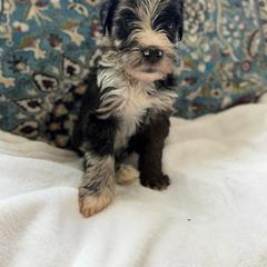 Boy 8 - Merle female Whoodle puppy in Sebastian, Florida from Perri’s Whoodles