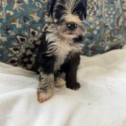 Boy 8 - Merle female Whoodle puppy in Sebastian, Florida from Perri’s Whoodles