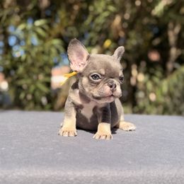 Yellow - Blue female French Bulldog puppy in Avondale, Arizona from BigDiamondFrenchies