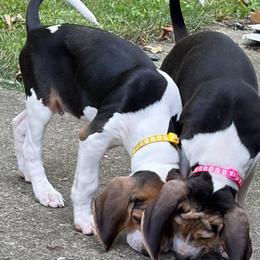 Treeing Walker Coonhound puppies from Stackem Up Kennel