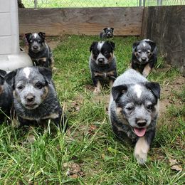 Australian Cattle Dog and Pembroke Welsh Corgi Puppies from Leatherman Quarter Horses