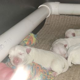 Girl 1 - White female West Highland White Terrier puppy in Cedaredge, Colorado from Bloom Puppies