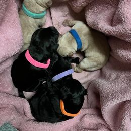 Labrador Retriever Puppies from Gentry Labs