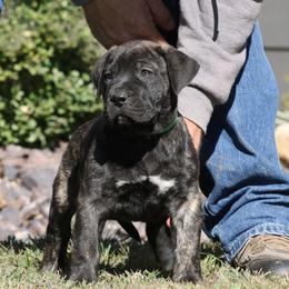 Green Collar - Tiger male Perro de Presa Canario puppy in Pocahontas, Illinois from Cabeza Grande Kennel