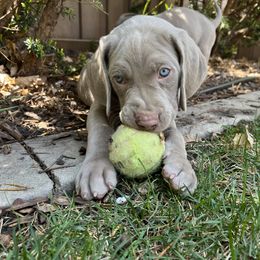 "Indigo Jr" Weimaraner Puppies from Baird Weims - AKC registered