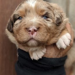 Girl 2 - Red merle Australian Shepherd puppy in Touchet, Washington from Frog Hollow Aussies