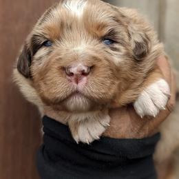 Girl 2 - Red merle Australian Shepherd puppy in Touchet, Washington from Frog Hollow Aussies