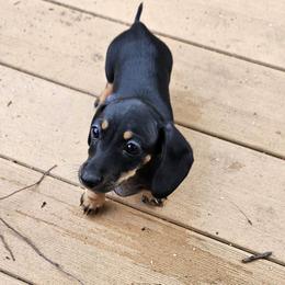Minnie - Black and tan female Dachshund puppy in Littlestown, Pennsylvania from Redeemer's Dachshunds