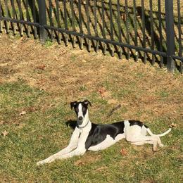 Whippet Puppies from Hertzog  Whippets
