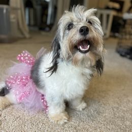 Gabby - Coton de Tulear