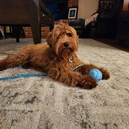 Tulip - Australian Labradoodle