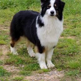 Olivia - Australian Shepherd
