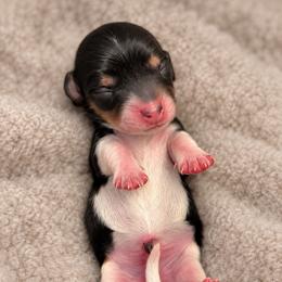 Bramble - Piebald male Dachshund puppy in Riverton, Wyoming from Wild Rose Ridge Doxies