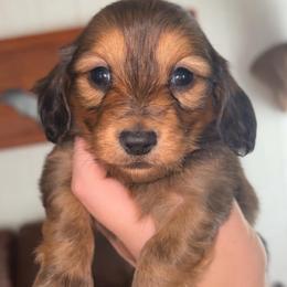 Liberty - Red female Dachshund puppy in Goldthwaite, Texas from Mini Mama Dachshunds