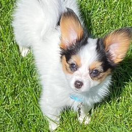 Papillon Puppies from SMK's Papillons