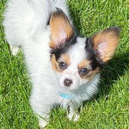 Papillon Puppies from SMK's Papillons