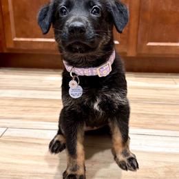 Purple - Bi-color female German Shepherd puppy in Buckeue, Arizona from Légende Vivante Du Chief Kennel