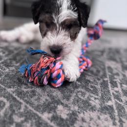 Zoran - White black and tan male Wire Fox Terrier puppy in Holly Springs, North Carolina from Adrianna's Wire Fox Terriers