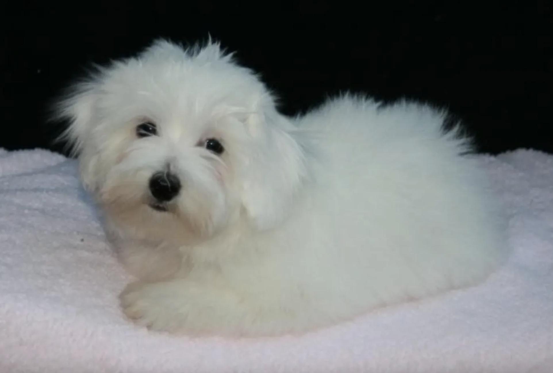 Daydreaming Cotons in Arizona Coton de Tulear puppies Good Dog