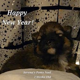 Noel - Cream sable male Pomeranian puppy in Sanford, Florida from Serena's Poms