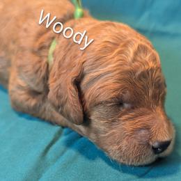 Woody - Green Collar - Red  male Goldendoodle puppy in Citrus Heights, California from Grandpaw's Golden Doodles