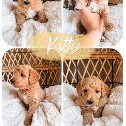 Kitty - Apricot female Goldendoodle puppy in Brookville, Pennsylvania from Woodland Mountain Doodles
