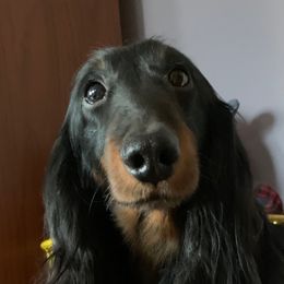 Pablo - Dachshund