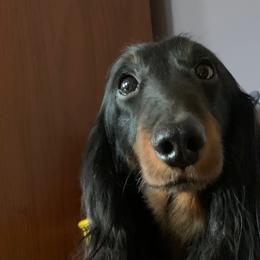 Pablo - Dachshund