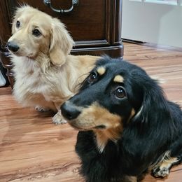 Dachshund puppies from Bourbon Barrel Ridge Doxies