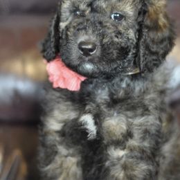 Poodle Puppies from Timber Hills Poodles and Doodles