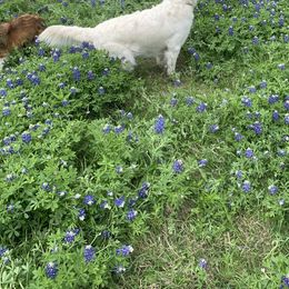 Golden Retriever All Grown Up from Amberidge Golden Retrievers