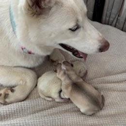 Siberian Husky puppies from Hito's Huskies