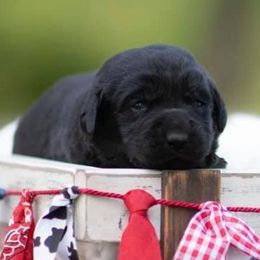 Labrador Retrievers from Forever 1 Farms