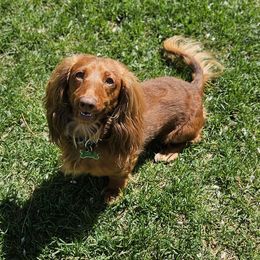 Mr weiner - Dachshund
