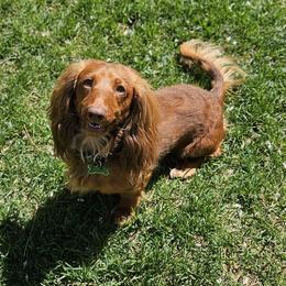 Mr weiner - Dachshund