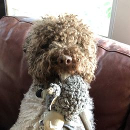 Lina - Lagotto Romagnolo