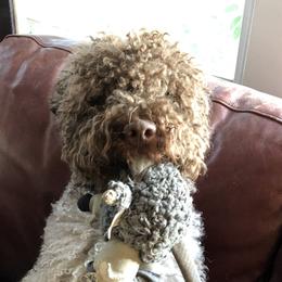 Lina - Lagotto Romagnolo