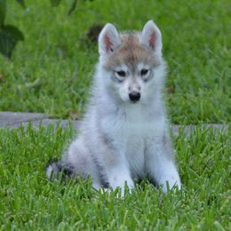 Shiba Inu and Siberian Husky Puppies from Mirage Siberians