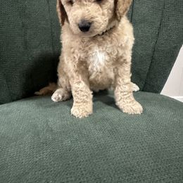 Goldendoodle Puppies from Southern Grace Acres