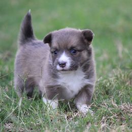 Boy 1 - male Pembroke Welsh Corgi puppy in Cameron, Texas from Moonstone Corgis & Frenchies