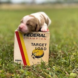 Brittany Puppies from HillTop Brittany Kennel