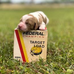 Brittany Puppies from HillTop Brittany Kennel