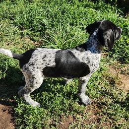 German Shorthaired Pointer puppies from Lake Effect GSP's