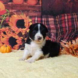 Genie - Black and white male Border Collie puppy in Avilla, Indiana from Borderline Kennels