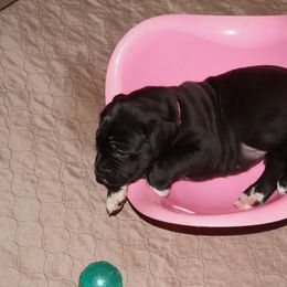 Cane Corso Puppies from Knights Watch Cane Corso