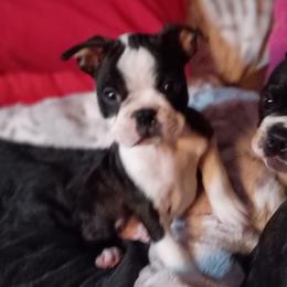 Cooper Chuckles - Brindle Boy - Black brindle and white male Boston Terrier puppy in Hamilton, Montana from Reds Studio
