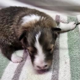 Trixie 4 - White and sable male Shetland Sheepdog puppy in Caldwell, Texas from Candyce Witte